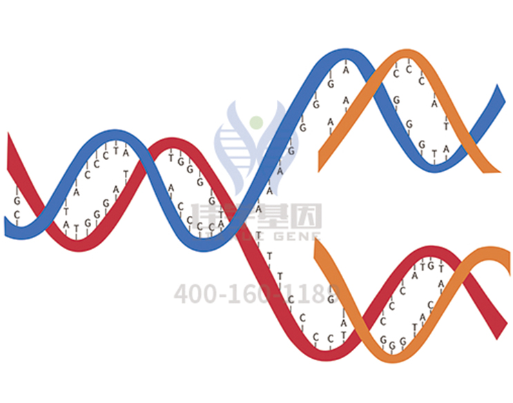 【佳學(xué)基因檢測(cè)】<font color='red'><font color='red'>乳清</font>酸</font>尿癥基因解碼、基因檢測(cè)的報(bào)告有人解讀嗎？
