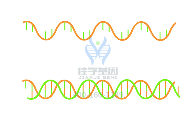 【佳學(xué)基因檢測(cè)】需要多長(zhǎng)時(shí)間可以拿<font color='red'><font color='red'>Renpenning</font></font>綜合征基因解碼、基因檢測(cè)報(bào)告？