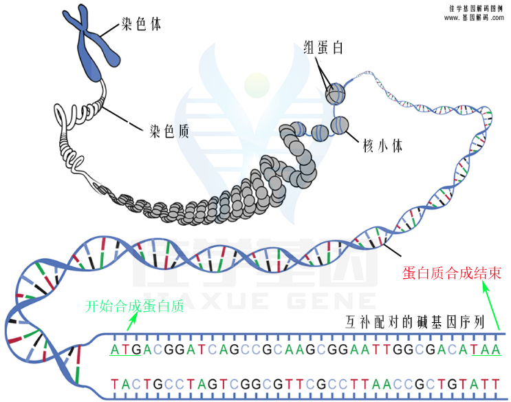 【佳學(xué)基因檢測(cè)】需要多長(zhǎng)時(shí)間可以拿腦腫瘤基因解碼、<a href=http://www.kengyigeshiyige.com/tk/jiema/cexujishu/2021/31933.html>基因檢測(cè)</a>報(bào)告？