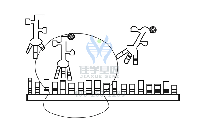 【佳學(xué)基因檢測】視網(wǎng)膜色素變性79型基因解碼、<a href=http://www.kengyigeshiyige.com/tk/jiema/cexujishu/2021/31933.html>基因檢測</a>報告時間是一樣的嗎？
