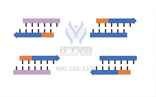 【佳學(xué)基因檢測(cè)】怎樣選擇耳聾X連鎖1型基因解碼、<a href=http://www.kengyigeshiyige.com/tk/jiema/cexujishu/2021/31933.html>基因檢測(cè)</a>？