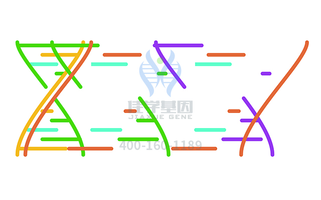 【佳學(xué)基因檢測(cè)】需要多長(zhǎng)時(shí)間可以拿聽(tīng)覺(jué)特征性常染色體顯性部分性癲癇基因解碼、<a href=http://www.kengyigeshiyige.com/tk/jiema/cexujishu/2021/31933.html>基因檢測(cè)</a>報(bào)告？