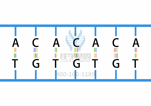 【佳學基因檢測】做<font color='red'><font color='red'>Bjornstad</font></font>綜合征伴輕度線粒體復合體III缺陷基因解碼、基因檢測需要多少錢？