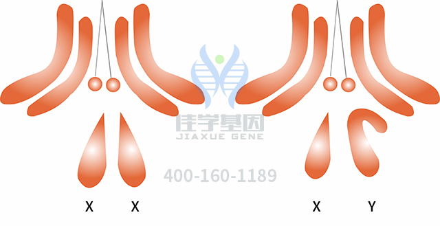 選擇佳學(xué)基因，