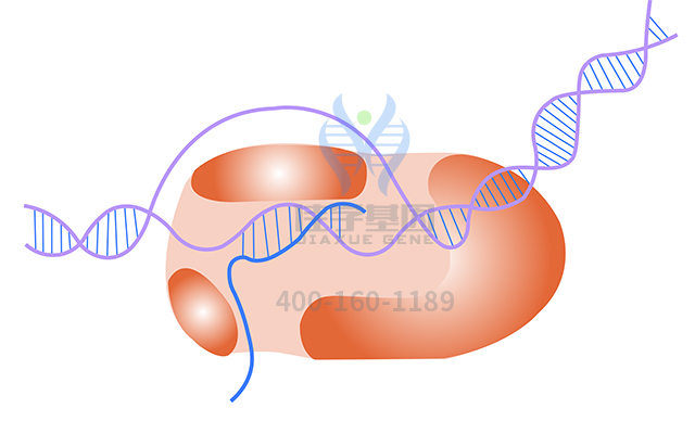 【佳學(xué)基因檢測】甲狀腺發(fā)育異常1基因解碼、<a href=http://www.kengyigeshiyige.com/tk/jiema/cexujishu/2021/31933.html>基因檢測</a>報(bào)告時(shí)間是一樣的嗎？