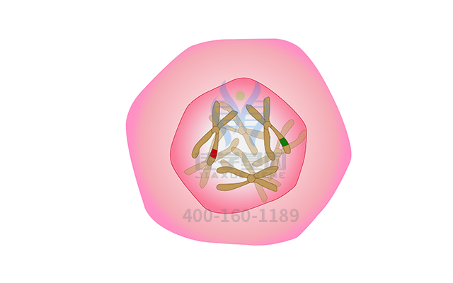 【佳學(xué)基因檢測(cè)】腦瘤-息肉綜合征2型基因解碼、<a href=http://www.kengyigeshiyige.com/tk/jiema/cexujishu/2021/31933.html>基因檢測(cè)</a>有什么用？
