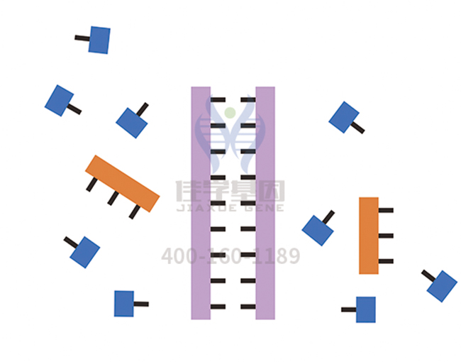 【佳學(xué)基因檢測】<font color='red'>L1<font color='red'>綜合征</font></font>基因解碼、<a href=http://www.kengyigeshiyige.com/tk/jiema/cexujishu/2021/31933.html>基因檢測</a>